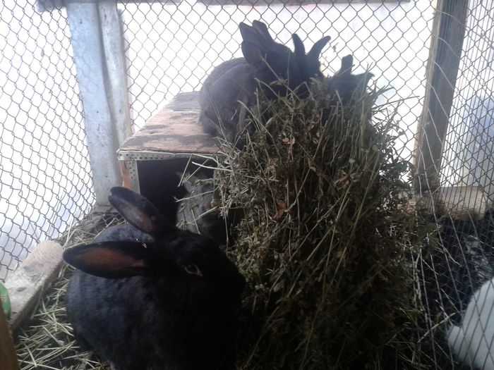 6 pui de aproape 1 luna cu mama lor(fem 4)