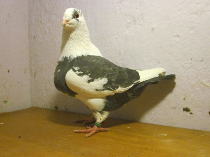 vindut lui DanGeorgescu