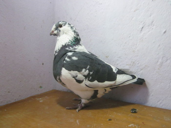 vinduta lui DanGeorgescu