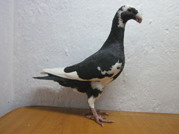 vindut lui DanGeorgescu