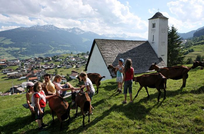 Alpine cu ugere mari frumoase - Rase de oi si capre-Poze deosebite 2