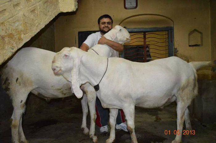 Bakra tapi frumosi si mari - Rase de oi si capre-Poze deosebite 2