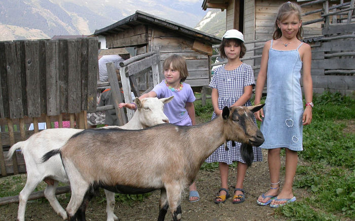 Copii iubesc caprele - Rase de oi si capre-Poze deosebite 2