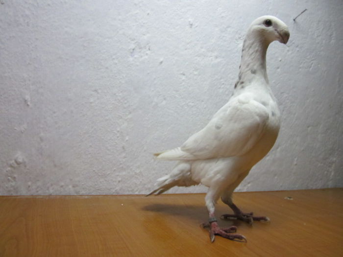 vindut lui DanGeorgescu