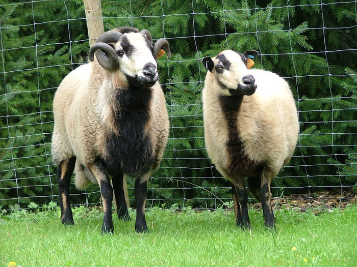 Welsh Mountain frumoase - Rase de oi si capre-Poze deosebite 2
