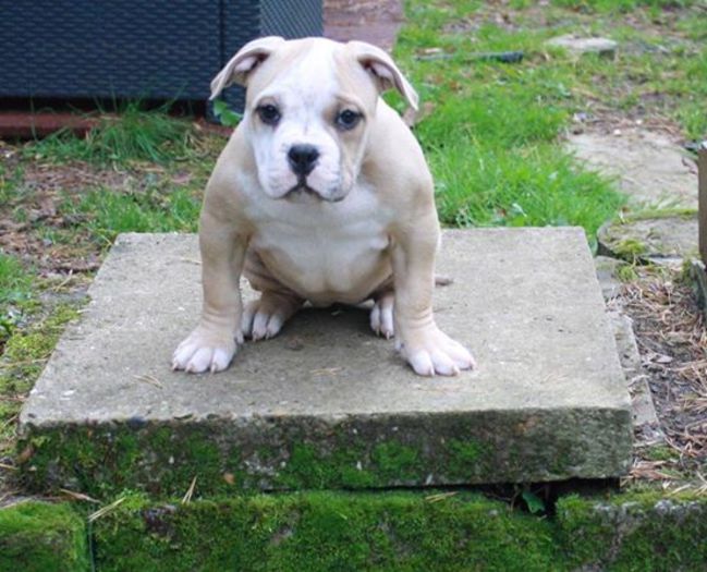 Fem. MINKA - American Bully