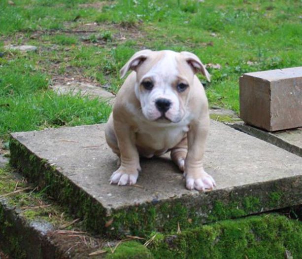 received_386065741556449 - American Bully