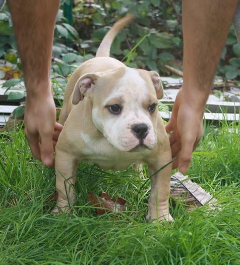 received_386065708223119 - American Bully