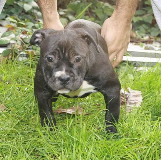 Fem. SIA - American Bully