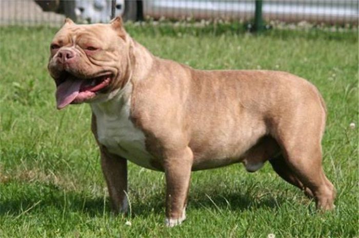 Tatal - American Bully