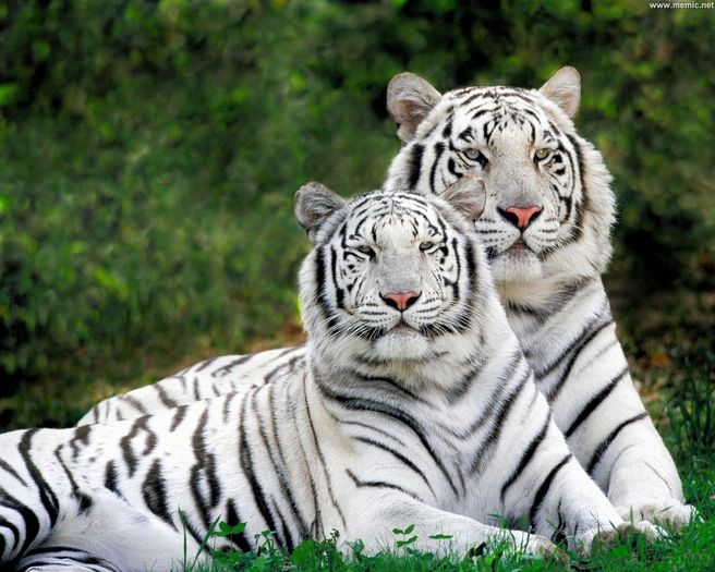 bengal-tigers - prietenii nostri animalele