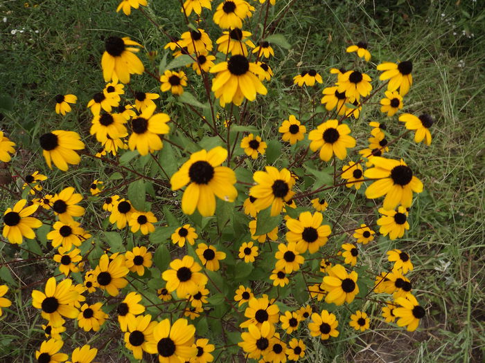 Rudbekia - Flori amestec