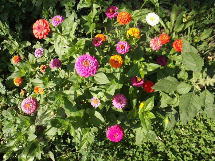 DSCF3344 - Flori amestec