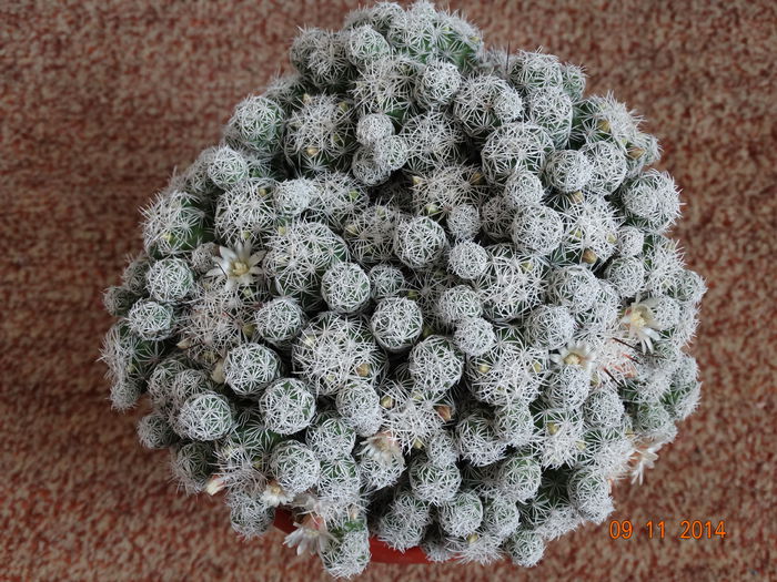 DSC08200 - Cactusi  si suculente 2014