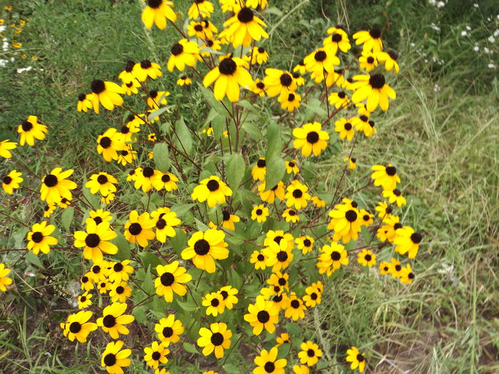 DSCF3356 - Flori amestec