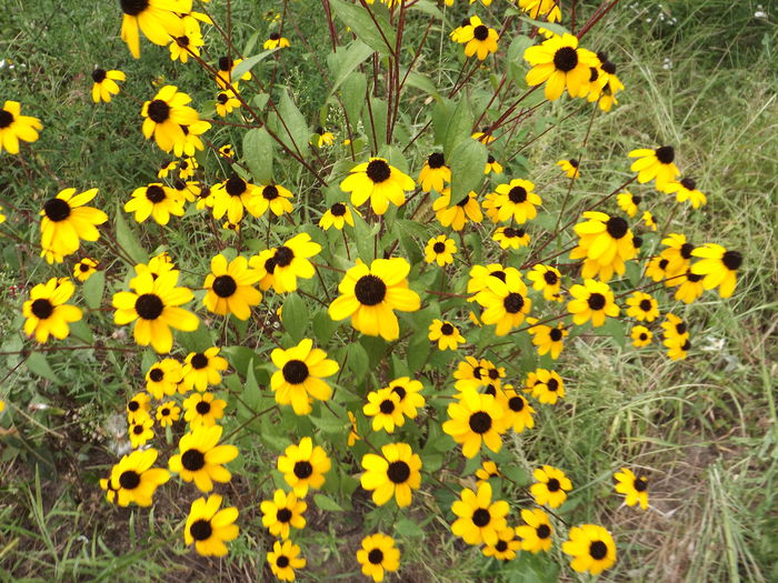 DSCF3355 - Flori amestec