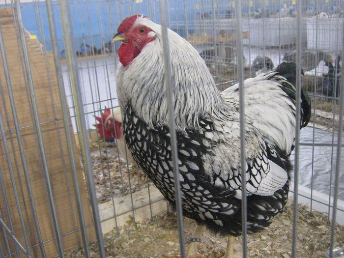 IMG_4248 - Copie - Copie - Copie