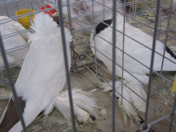 IMG_4255 - Copie - Copie - Copie