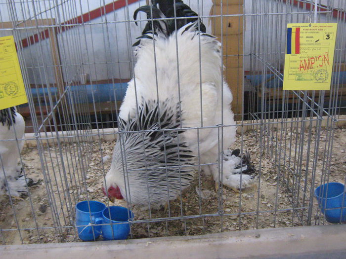 IMG_4262 - Copie - Copie