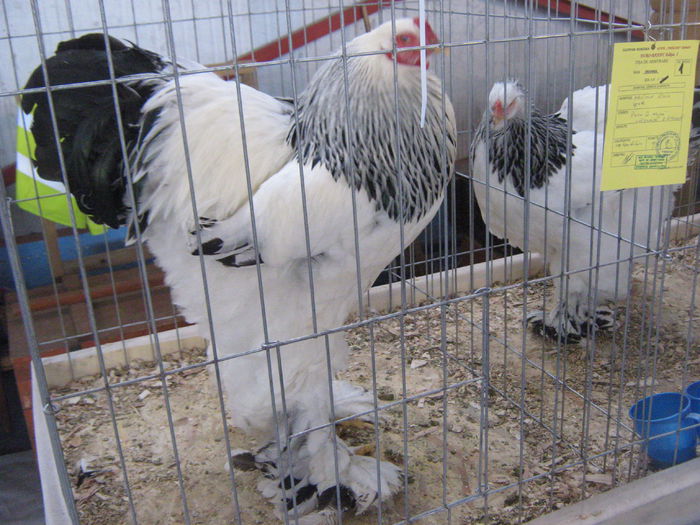 IMG_4264 - Copie - Copie