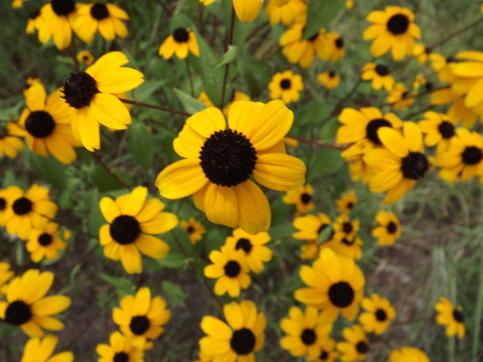 DSCF3357 - Flori amestec