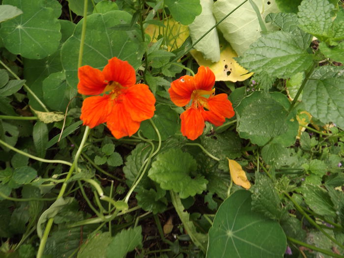 DSCF3364 - Flori amestec