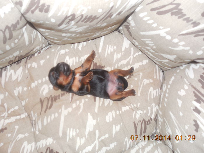 Puiul lui Daisy 2 saptamani