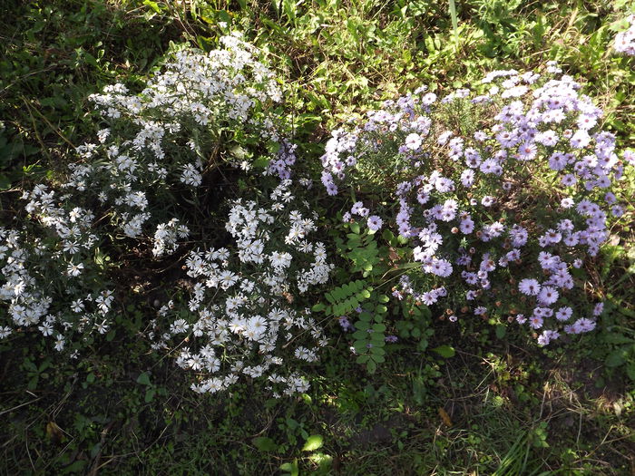 Aster - Flori amestec