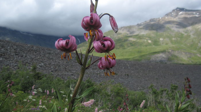 orhidee salbatica - Maretia naturii Alpi Italia