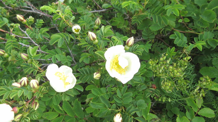 trandafiri salbatici - Maretia naturii Alpi Italia