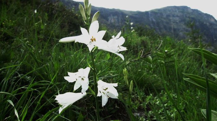 crin salbatic - Maretia naturii Alpi Italia
