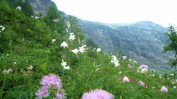 IMG_1255 - Maretia naturii Alpi Italia