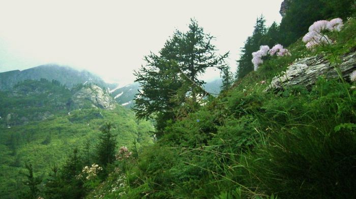 IMG_1257 - Maretia naturii Alpi Italia