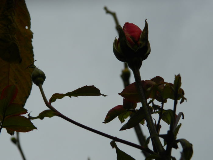 DSCN3570 - NOIEMBRIE_2_2014