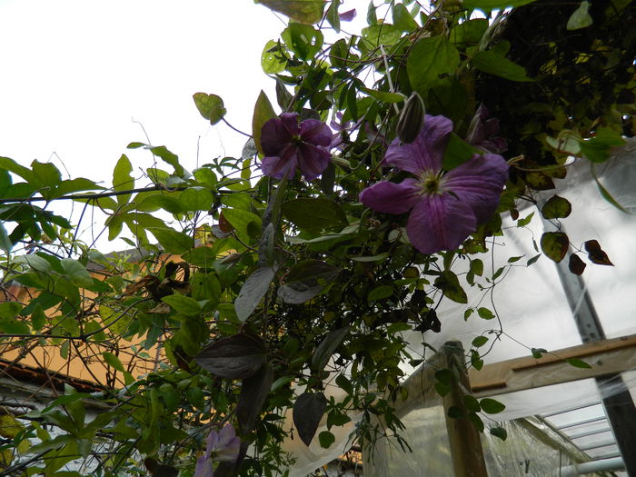 DSCN3572 - NOIEMBRIE_2_2014