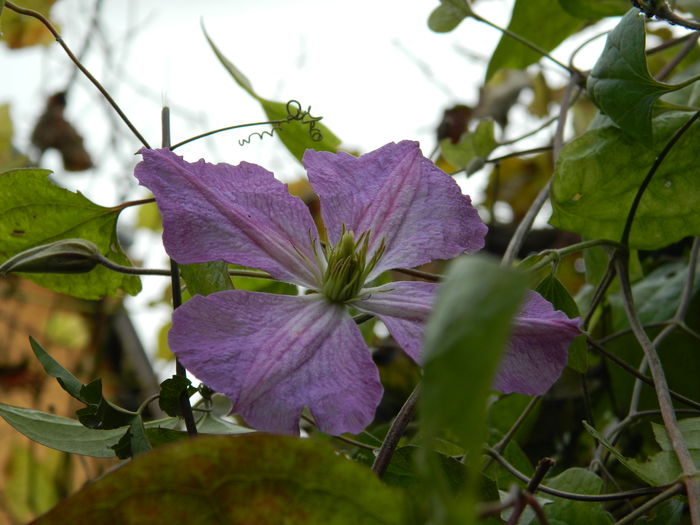 DSCN3576 - NOIEMBRIE_2_2014