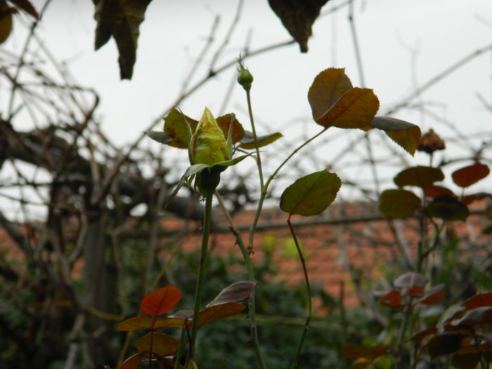 DSCN3584 - NOIEMBRIE_2_2014