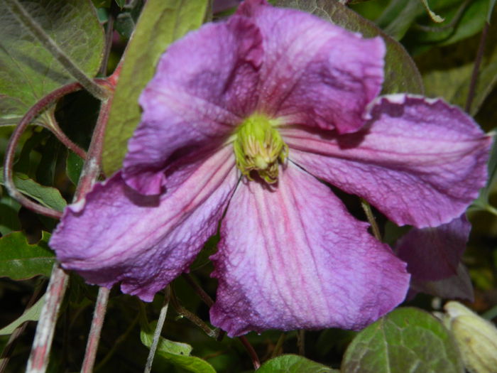 DSCN3589 - NOIEMBRIE_2_2014