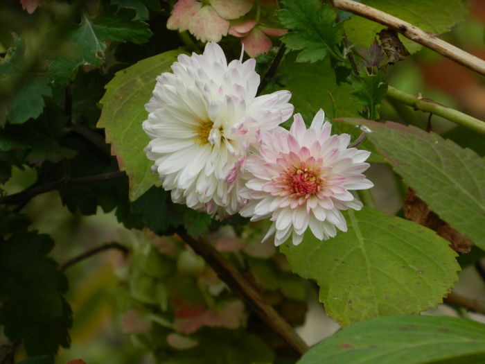 DSCN3596 - NOIEMBRIE_2_2014