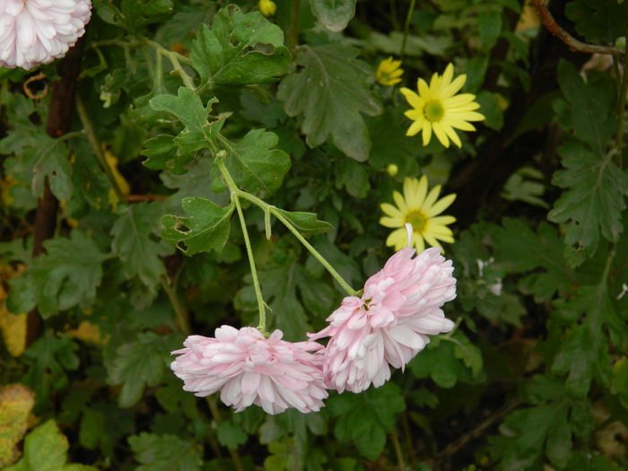 DSCN3598 - NOIEMBRIE_2_2014