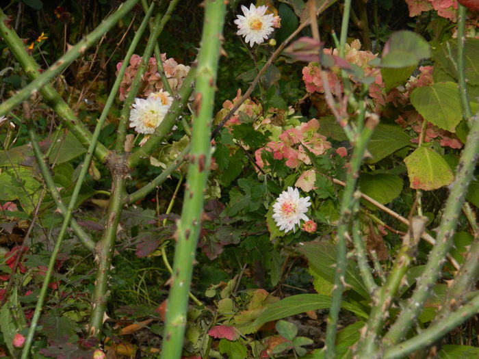 DSCN3041 - PRINTESELE_TOAMNEI_2014