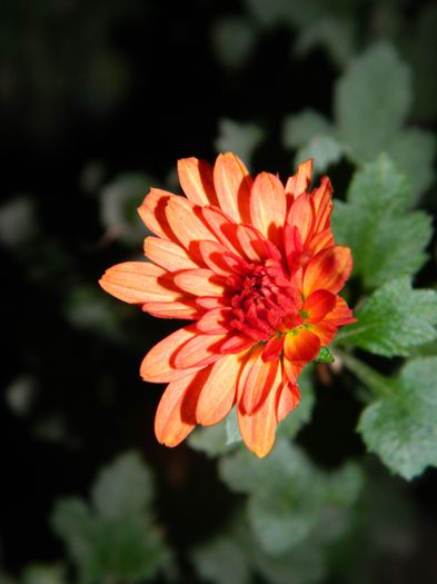 DSCN3065
