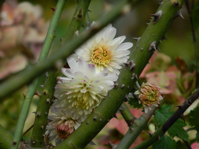 DSCN3231