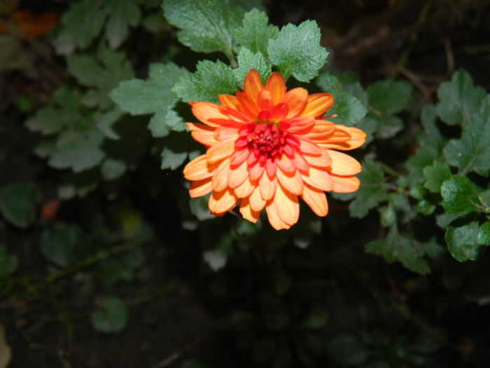DSCN3416