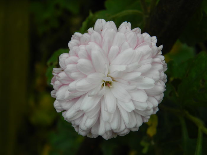 DSCN3526