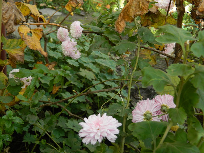 DSCN3527