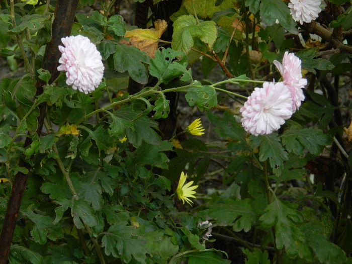 DSCN3535