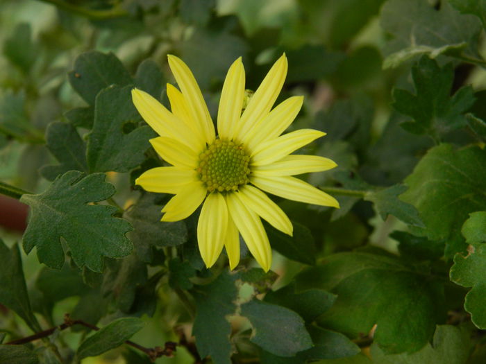 DSCN3537