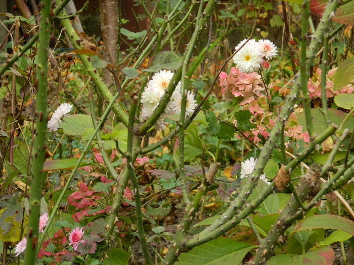 DSCN3590