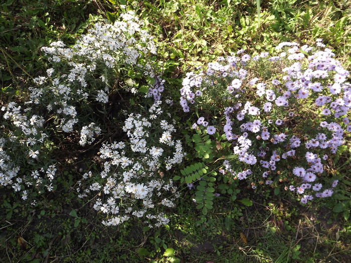 DSCF3404 - Flori amestec